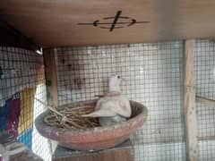 bleeder pair for sale eggs bhi dia hua urgent sale karna