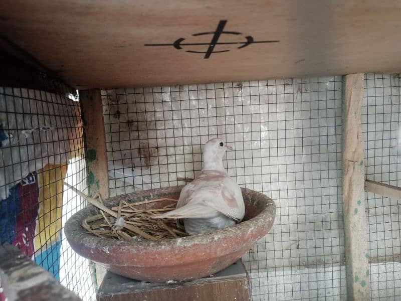 bleeder pair for sale eggs bhi dia hua urgent sale karna 0