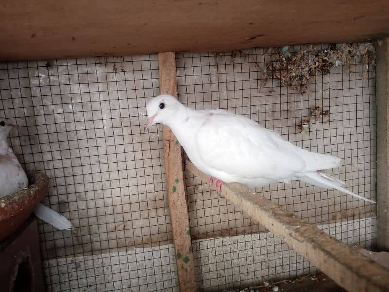 bleeder pair for sale eggs bhi dia hua urgent sale karna 1