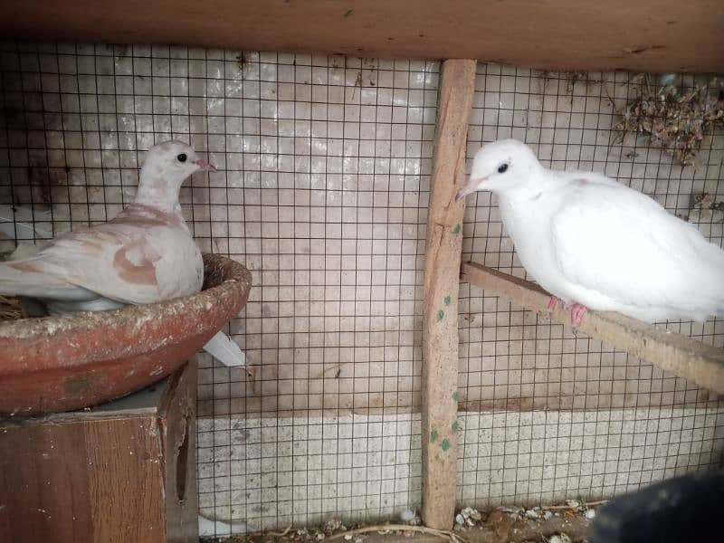 bleeder pair for sale eggs bhi dia hua urgent sale karna 2