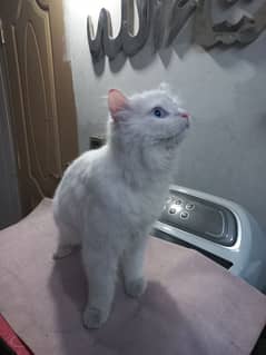 Persian White Male cat blue eyes