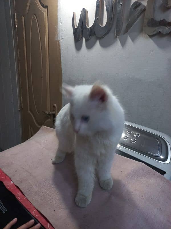 Persian White Male cat blue eys 1