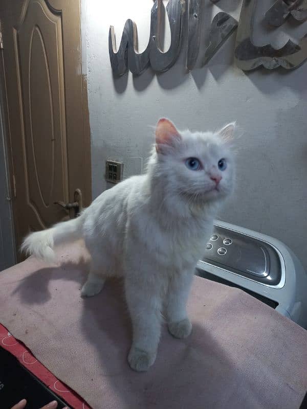 Persian White Male cat blue eys 2