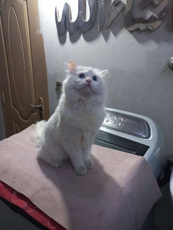 Persian White Male cat blue eys 3