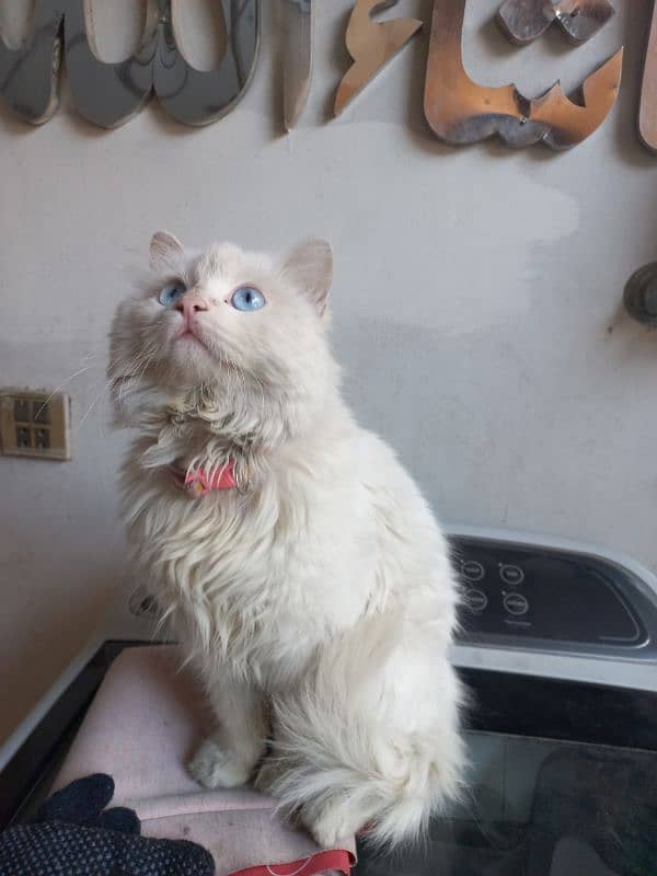 Persian White Male cat blue eys 4