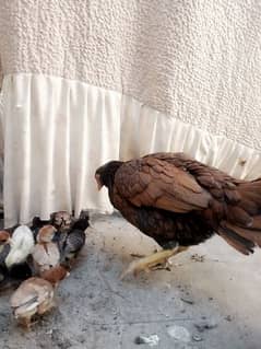 aseel Sindhi hen with 9 aseel Sindhi+java chicks