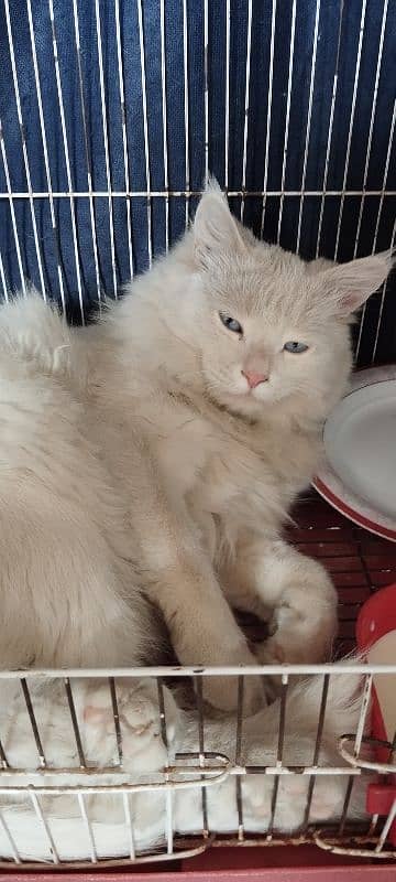 Turkish angora kitten 0