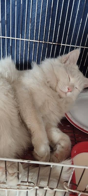 Turkish angora kitten 1