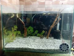 fish aquarium  planted tank