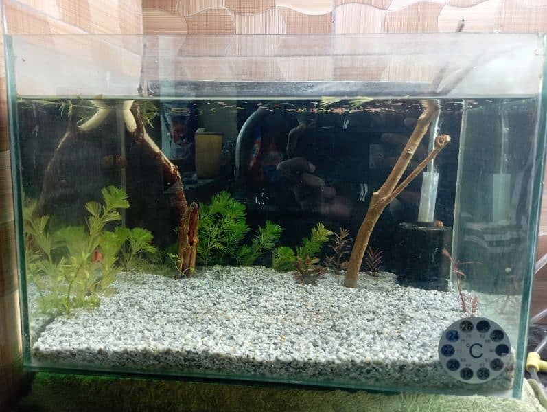 fish aquarium  planted tank 0