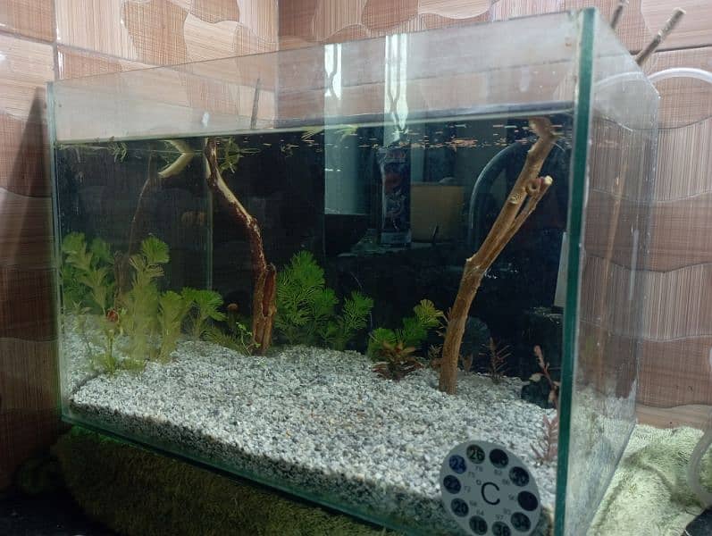 fish aquarium  planted tank 1