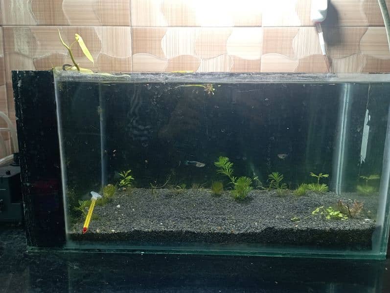 fish aquarium  planted tank 2