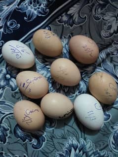 o shamo eggs