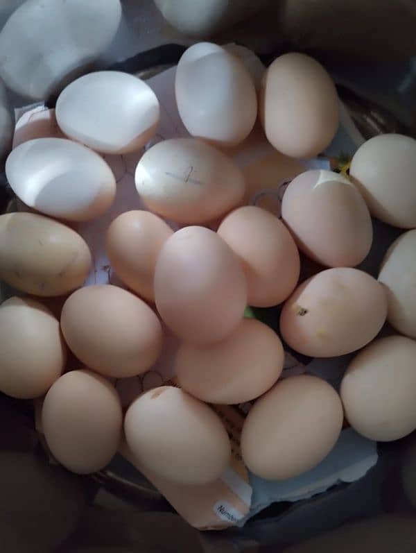 white buff and black buff egg available 0