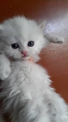 male kitten