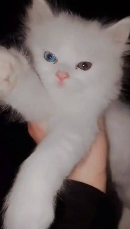 persian cat 1