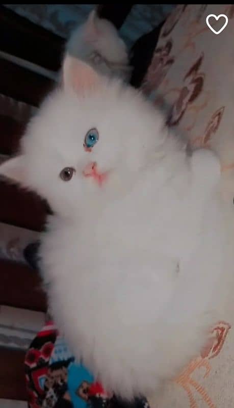 persian cat 2