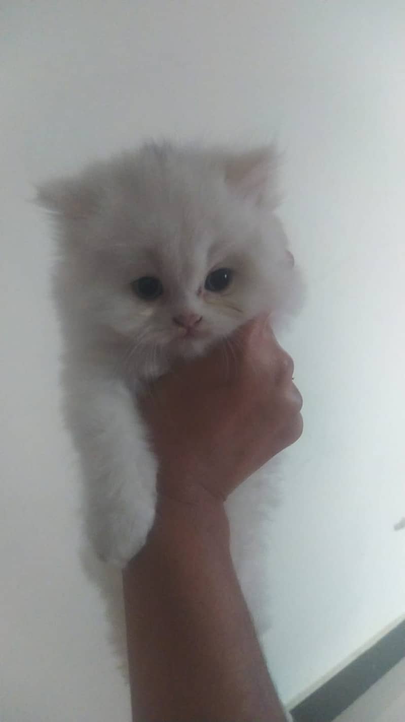 Triple coat persian kittens 1