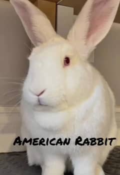 Rabbits | Red Eye | White Rabbits |  American Rabbits For Sale