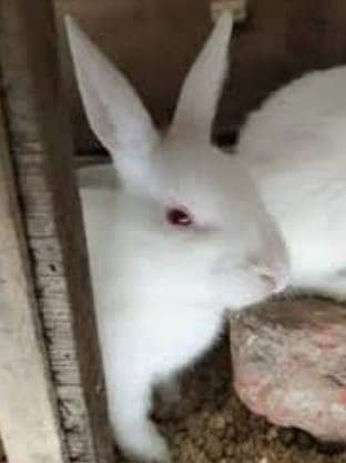 Rabbits | Red Eye | White Rabbits |  American Rabbits For Sale 1