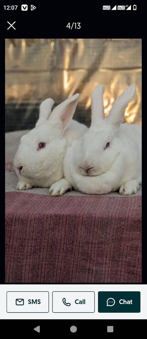 Rabbits | Red Eye | White Rabbits |  American Rabbits For Sale 4