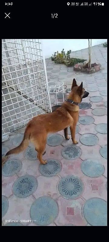 Belgian malanois || belgian shepherd 0