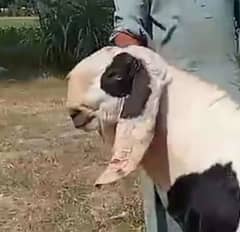 موٹا خصی بکرا برائے قربانی khassi rajanpuri beetal ablak bakra qurbani