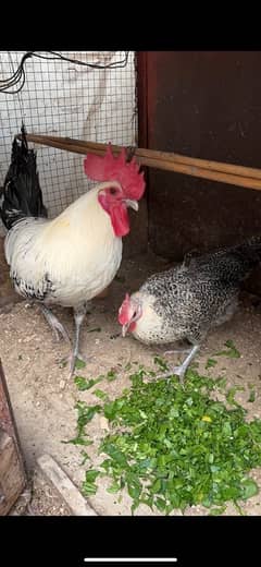 EGYPTIAN FAYOUMI BREEDERS