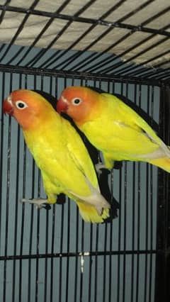 Love bird full breeder pair