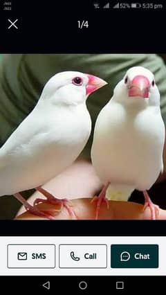 white java birds