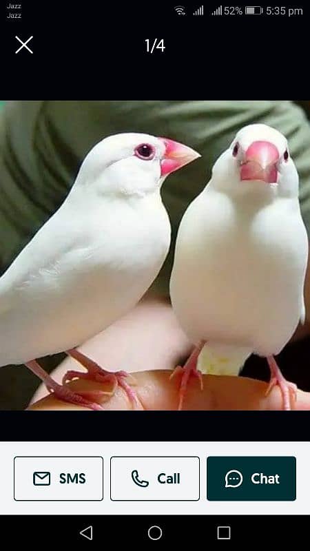 white java birds 0