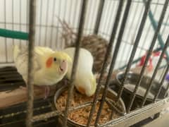 Lutino Cockatiel/Cocktail pet parrot with cage/pinjra