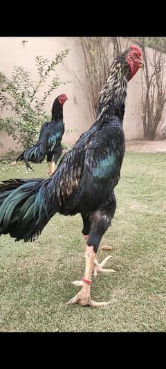 Eggs | Shamoo Eggs | Fertile Eggs | King Shamoo Eggs | Aseel | Hen |