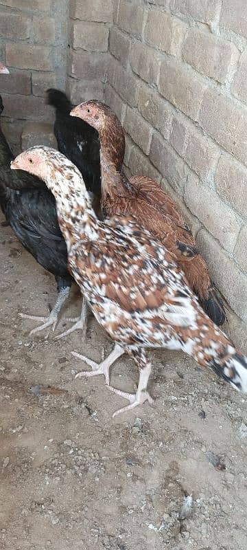 Top High Quality Aseel Chicks 17