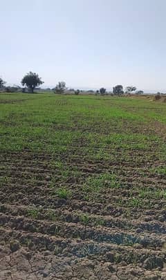 265 Kanal Agricultural Land For Sale In Nella Dullah