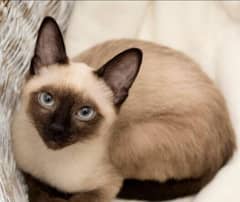 SIAMESE CAT