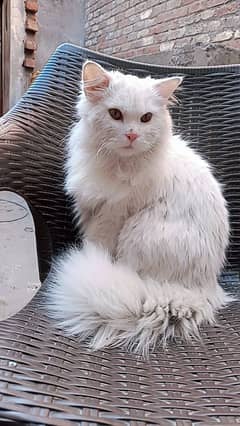 White Persian cat | Tripple coated | White turkish angora For Sale