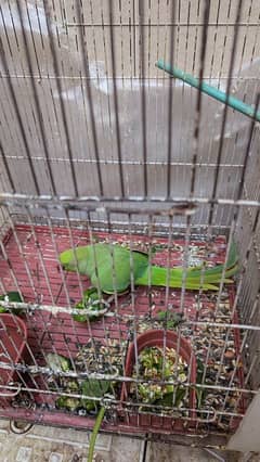 Talking female parrot