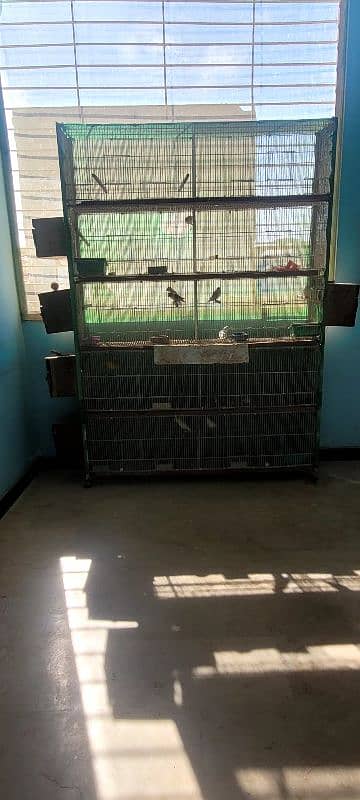 10 Portion folding cage with birds 1