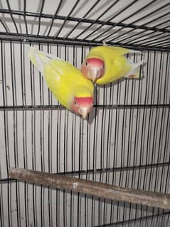 COMMON LATINO BREEDER PAIR WITH 2 CHICKS