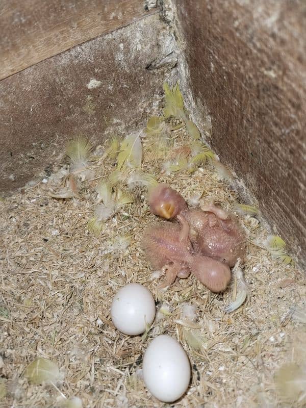 COMMON LATINO BREEDER PAIR WITH 2 CHICKS 2