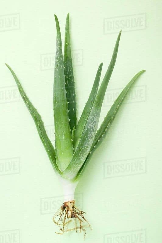 Pure Alovera Plant (Fresh) 2