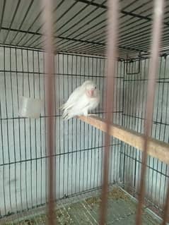 4 Breder pairs albino black eye split red eye with chicks available.