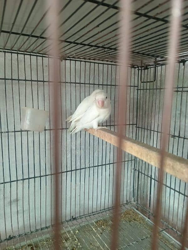 4 Breder pairs albino black eye split red eye with chicks available. 0