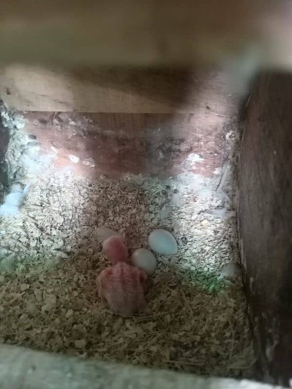 4 Breder pairs albino black eye split red eye with chicks available. 3