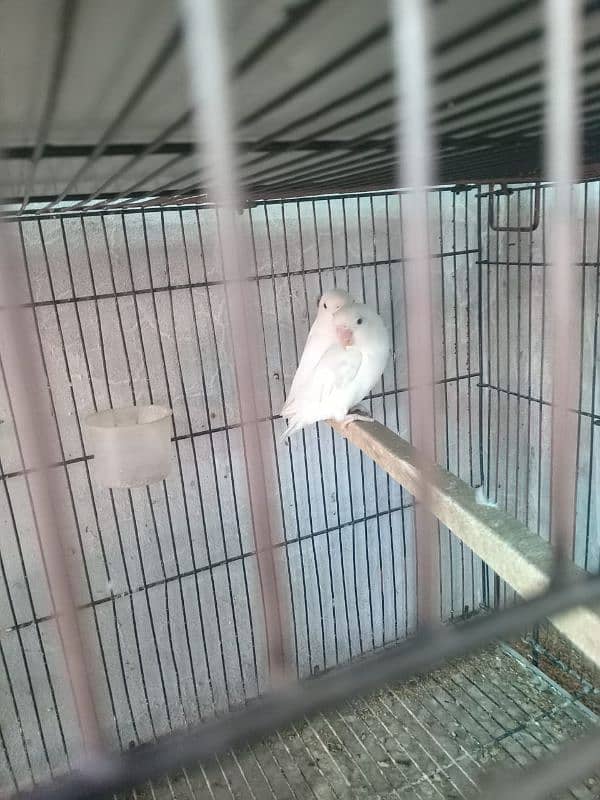 4 Breder pairs albino black eye split red eye with chicks available. 4