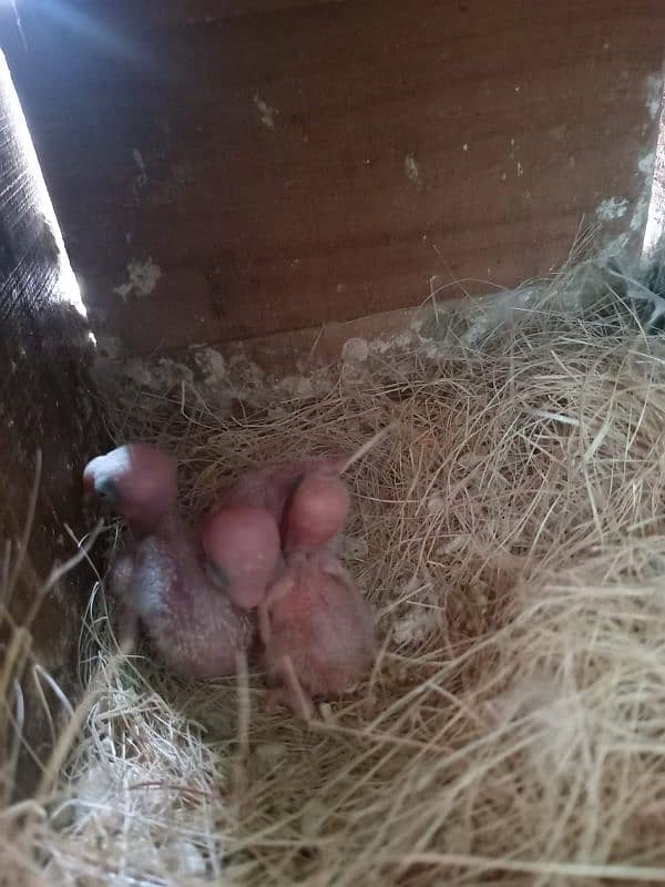 4 Breder pairs albino black eye split red eye with chicks available. 5