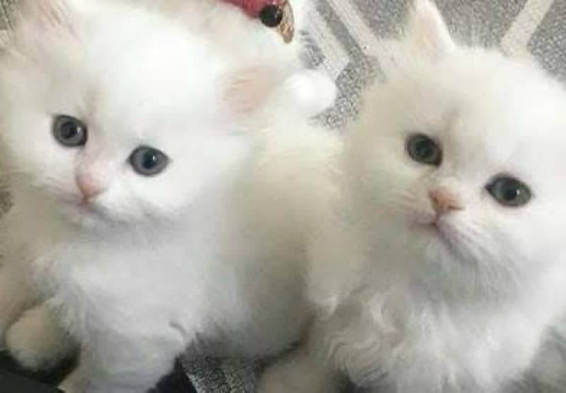 tripple coated kittens blue eyes for sale 0