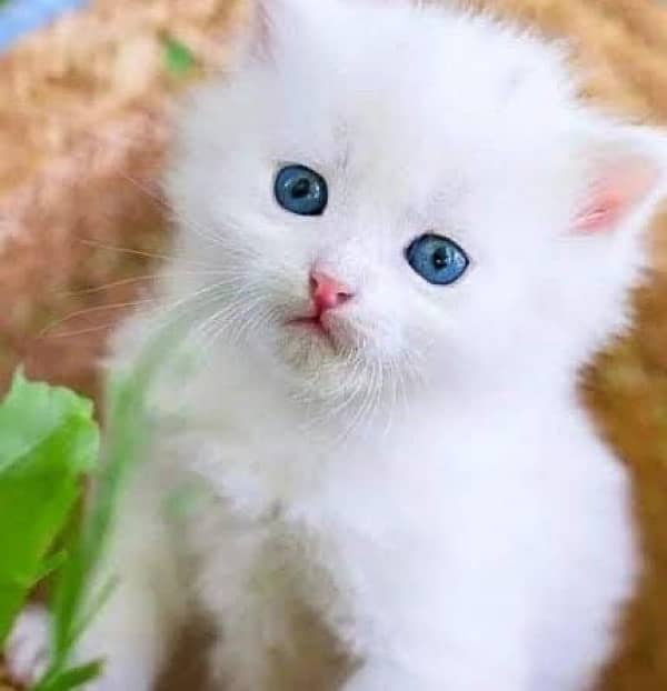 tripple coated kittens blue eyes for sale 1