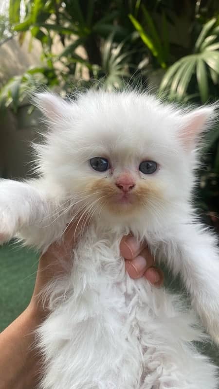 tripple coated kittens blue eyes for sale 3